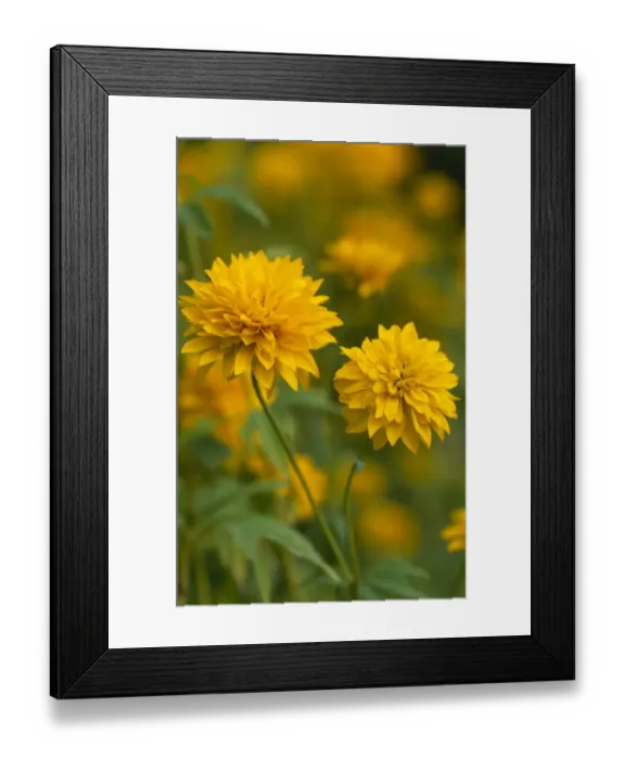 Framed Print : Rudbeckia Laciniata Goldquelle M070329