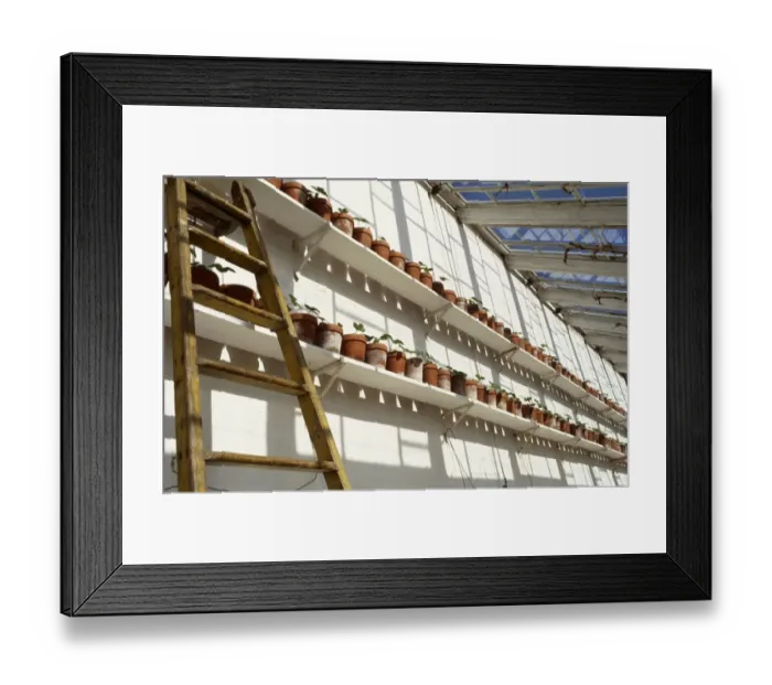 Framed Print : The vinehouse at Audley End M070086