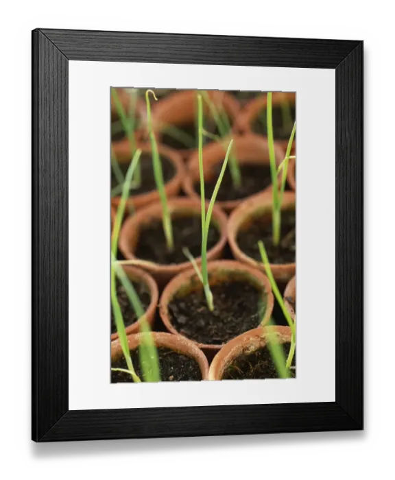 Framed Print : Giant Zittau leeks M070101