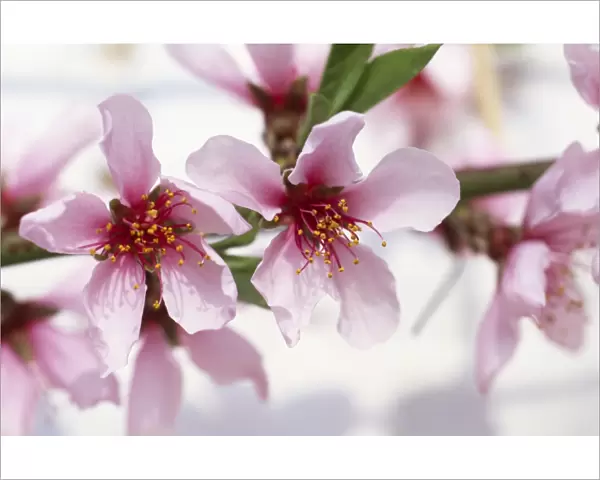 Flat China peach blossom M070110