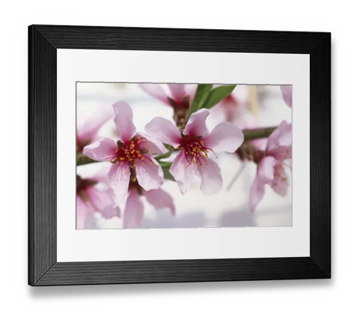 Framed Print : Flat China peach blossom M070110 Framed Print : Flat China peach blossom M070110