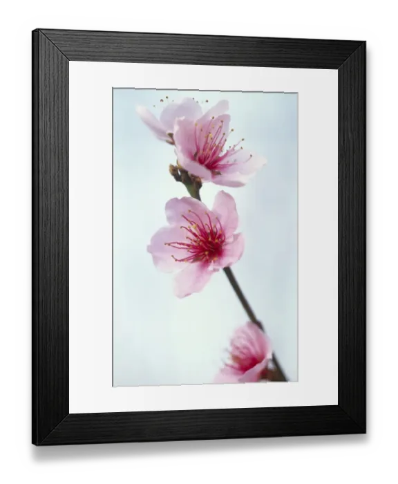 Framed Print : Duke of York peach blossom M070120