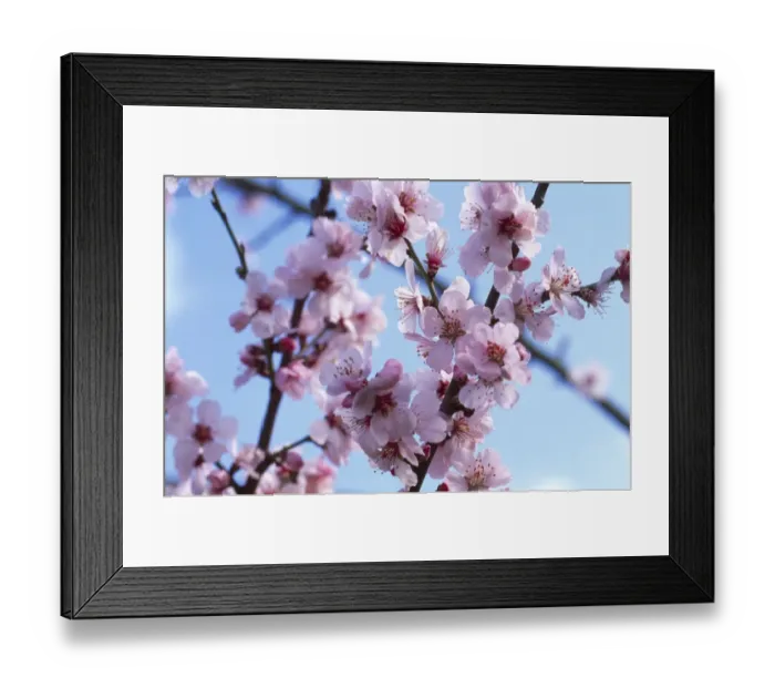 Framed Print : Peregrine peach blossom M070132 Framed Print : Peregrine peach blossom M070132