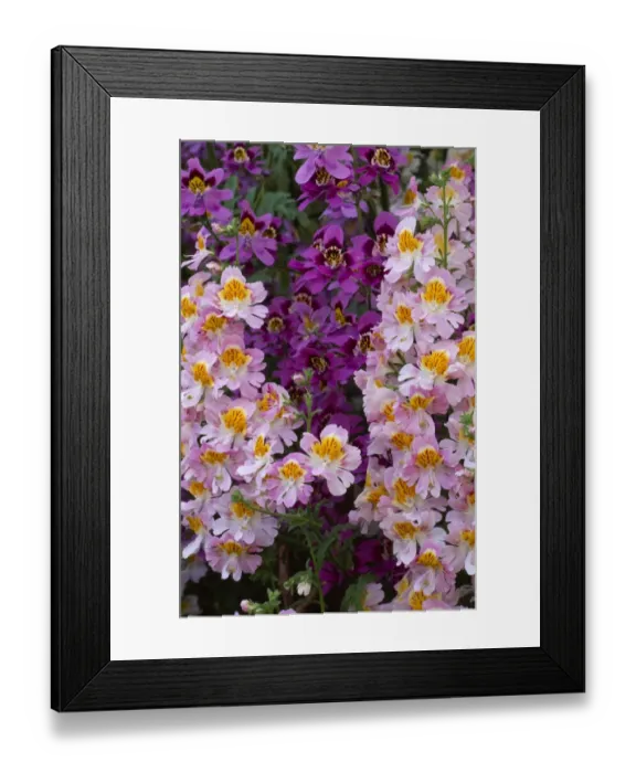 Framed Print : Schizanthus M070228