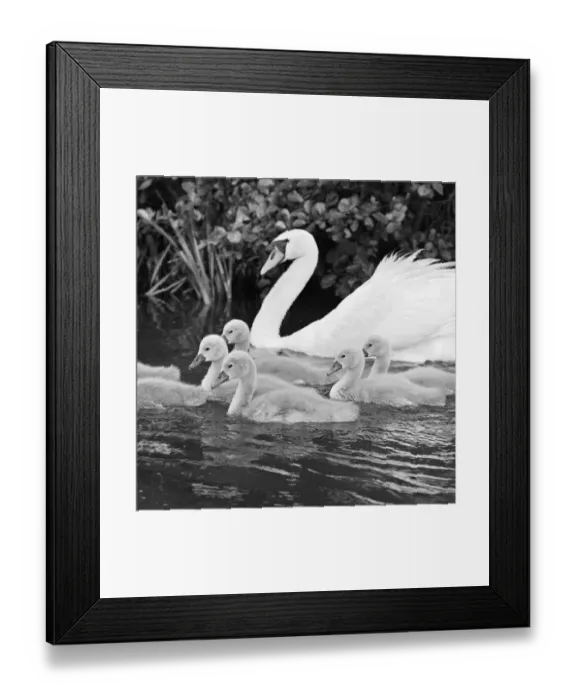 Framed Print : Swan and cygnets a064278