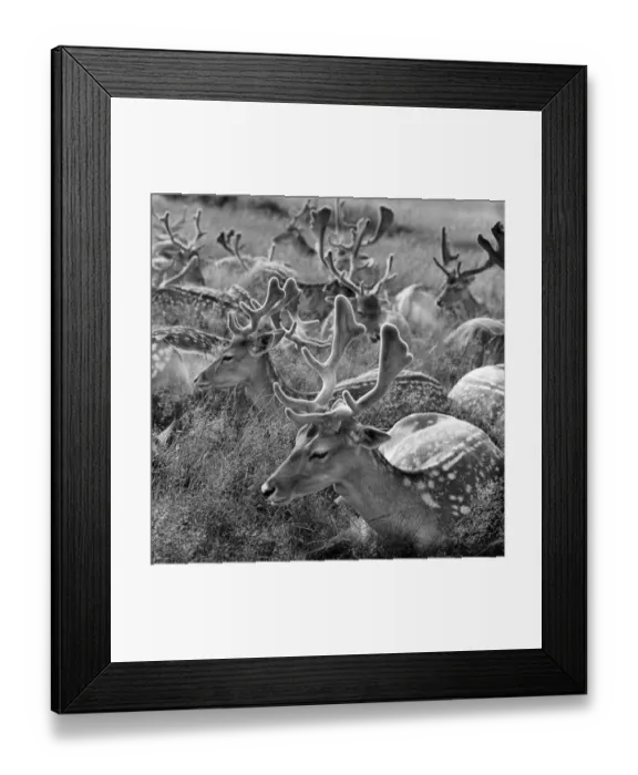 Framed Print : Fallow deer a064455
