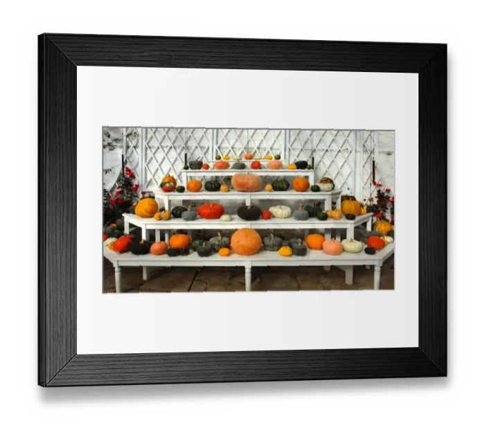 Framed Print : Pumpkins and squashes DP086928 Framed Print : Pumpkins and squashes DP086928