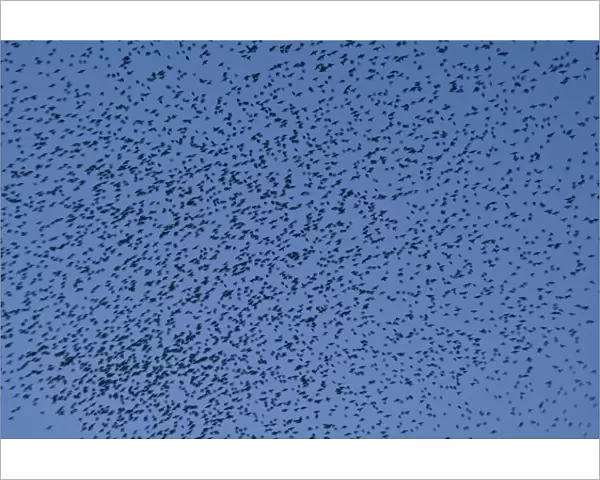 Murmuration of Starlings DP077066