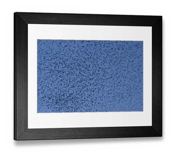 Framed Print : Murmuration of Starlings DP077066 Framed Print : Murmuration of Starlings DP077066