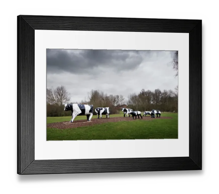 Framed Print : Concrete Cows DP195096 Framed Print : Concrete Cows DP195096