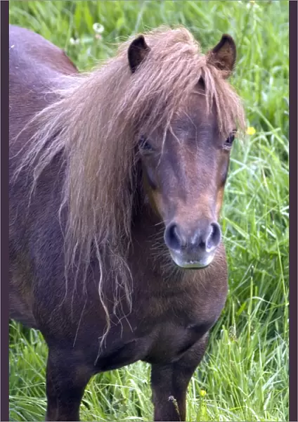 Shetland pony DP049437
