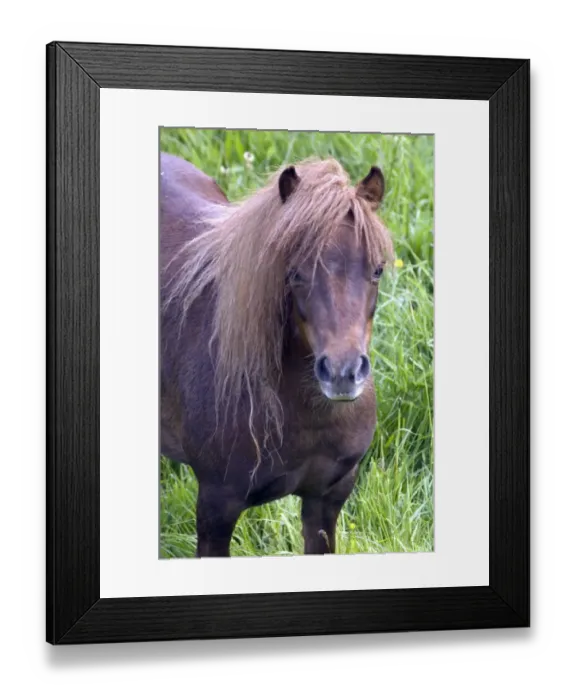 Framed Print : Shetland pony DP049437 Framed Print : Shetland pony DP049437