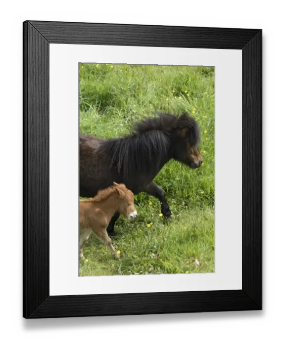 Framed Print : Shetland ponies DP049441