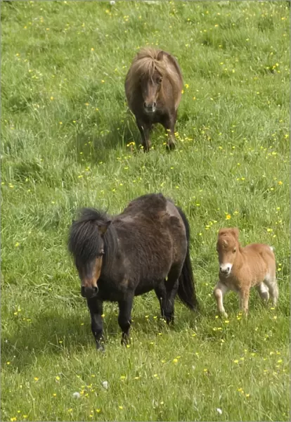 Shetland ponies DP049443