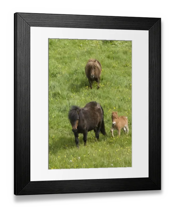 Framed Print : Shetland ponies DP049443