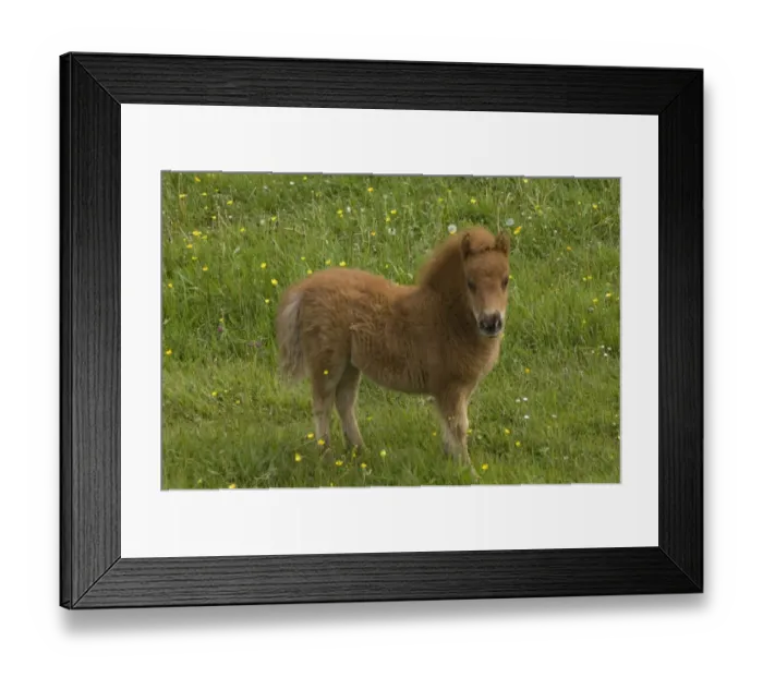 Framed Print : Shetland pony DP049445 Framed Print : Shetland pony DP049445