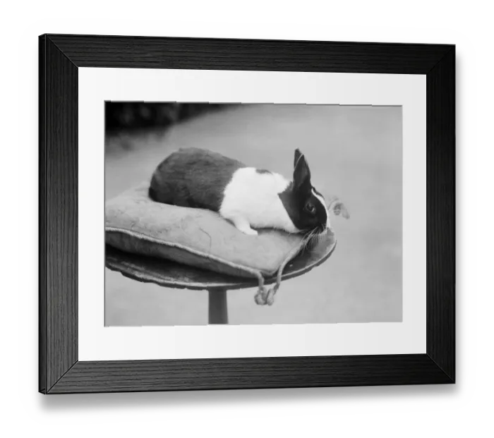 Framed Print : Rabbit on a cushion BB98_01878