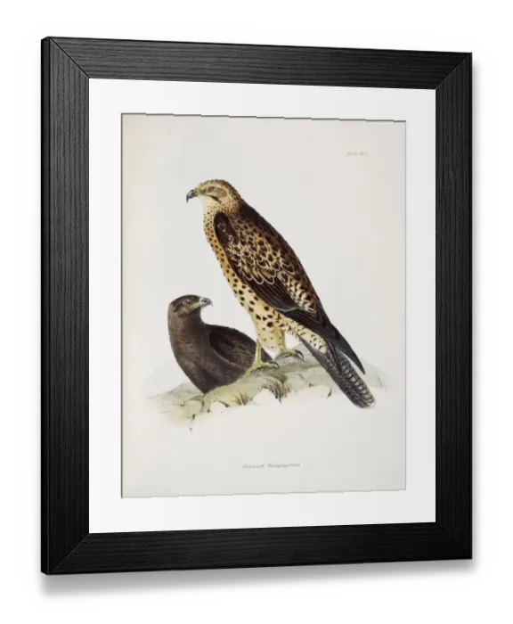 Framed Print : Graxirex Galapagoensis J970102 Framed Print : Graxirex Galapagoensis J970102