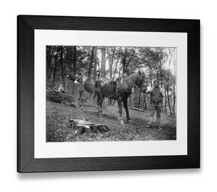Framed Print : Forestry, Princes Risborough a97_05315