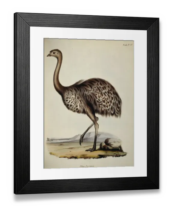 Framed Print : Rhea Darwinii J970109