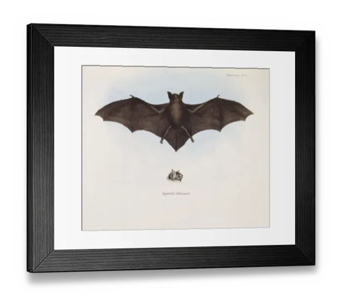 Framed Print : Vespertilio Chiloensis bat K030055 Framed Print : Vespertilio Chiloensis bat K030055