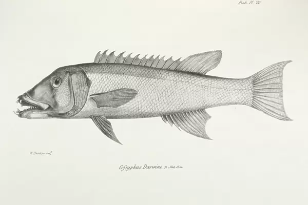 Cofsyphus Darwini K030069
