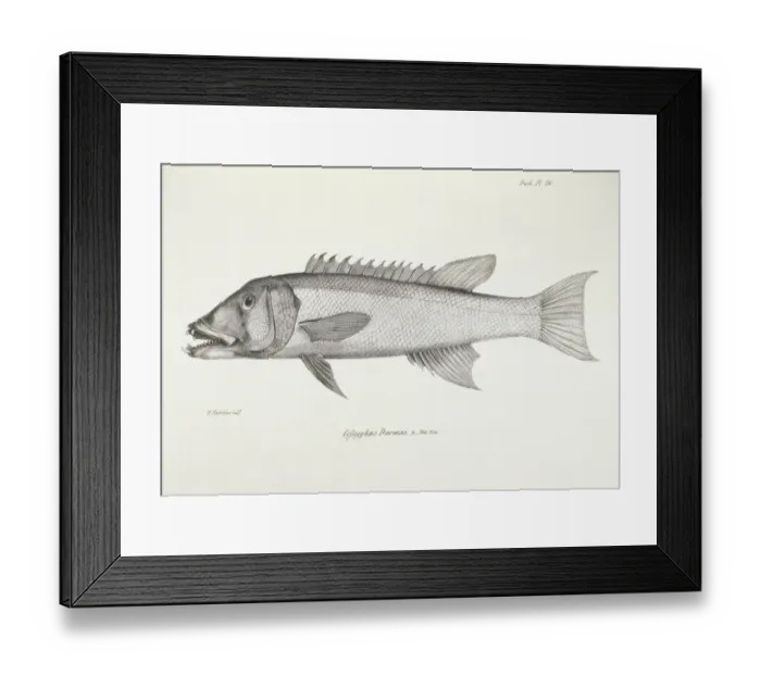 Framed Print : Cofsyphus Darwini K030069 Framed Print : Cofsyphus Darwini K030069
