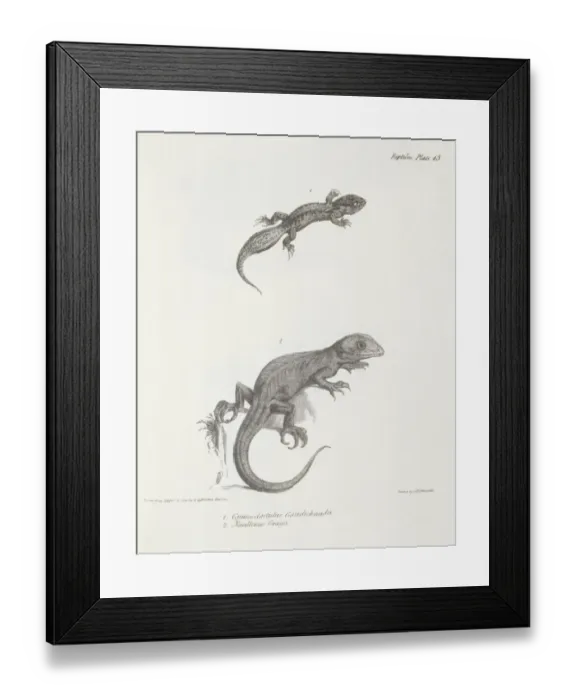 Framed Print : Lizards K030072