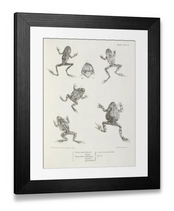 Framed Print : Frogs K030073