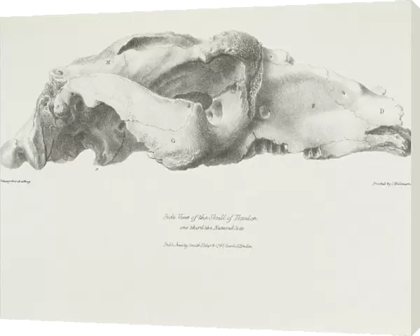 Skull of Toxodon K030053