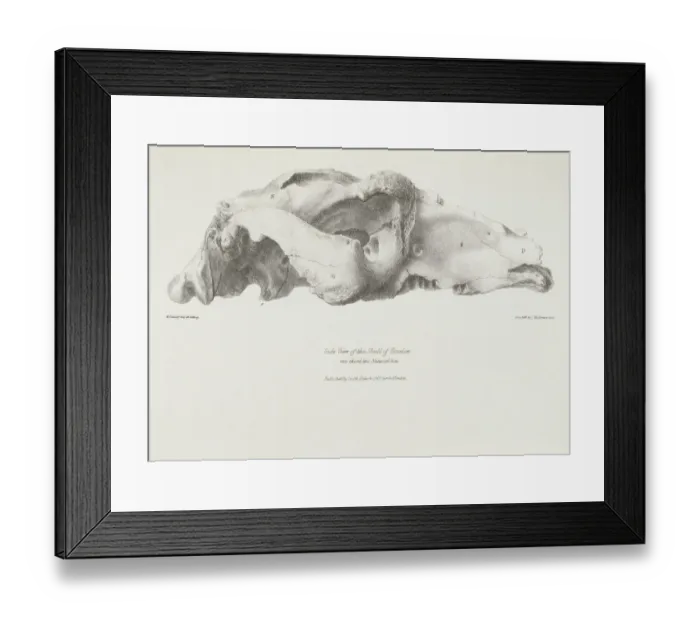Framed Print : Skull of Toxodon K030053 Framed Print : Skull of Toxodon K030053