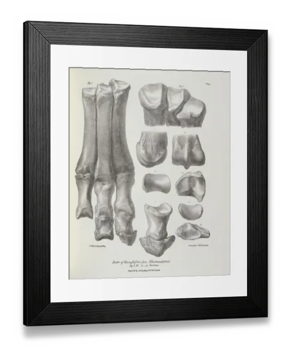 Framed Print : Bones of the right fore-foot, Macrauchenia K030054