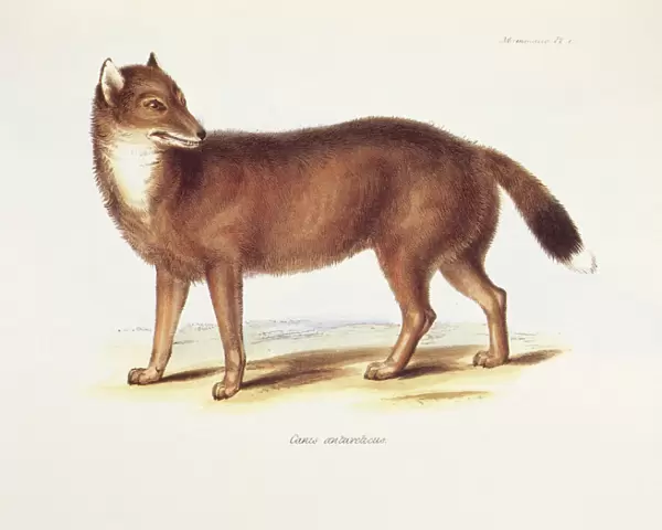 Canis Antarcticus K030056