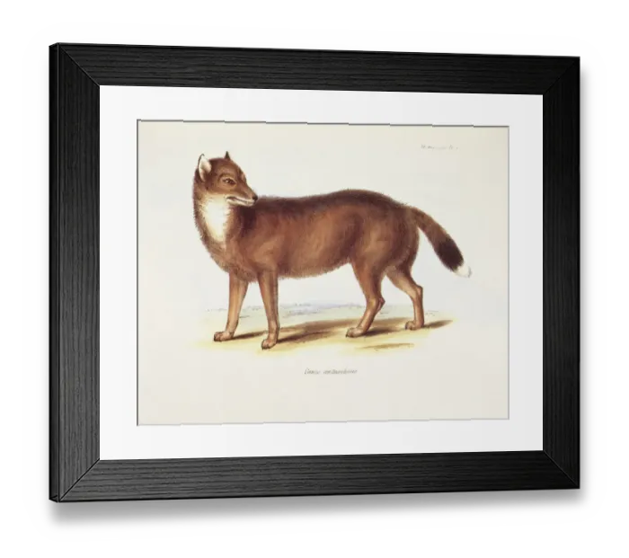 Framed Print : Canis Antarcticus K030056 Framed Print : Canis Antarcticus K030056