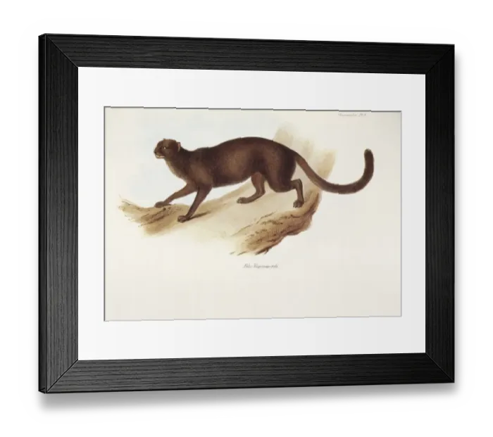 Framed Print : Felis Yagouarondi K030058