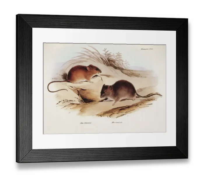 Framed Print : Mus Flavescens and Arenicola K030059 Framed Print : Mus Flavescens and Arenicola K030059