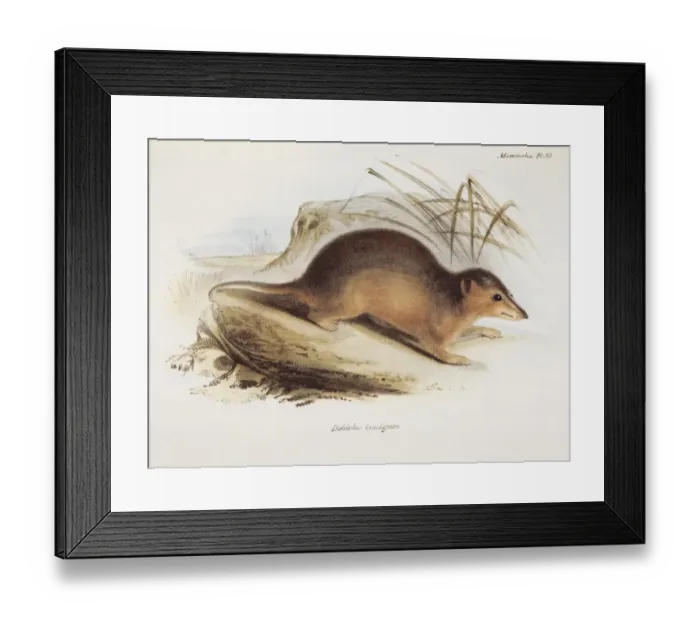 Framed Print : Didelphis Brachyura K030065