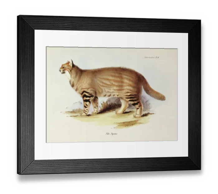 Framed Print : Felis Pajeros K030076 Framed Print : Felis Pajeros K030076