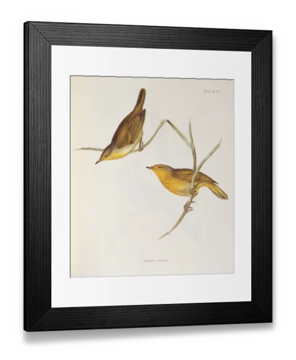 Framed Print : Sylvicola Aureola K030081