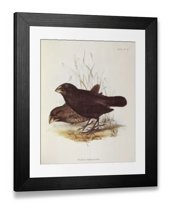 Framed Print : Geospiza Magnirostris K030082