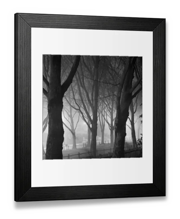 Framed Print : Trees in the mist a071854 Framed Print : Trees in the mist a071854