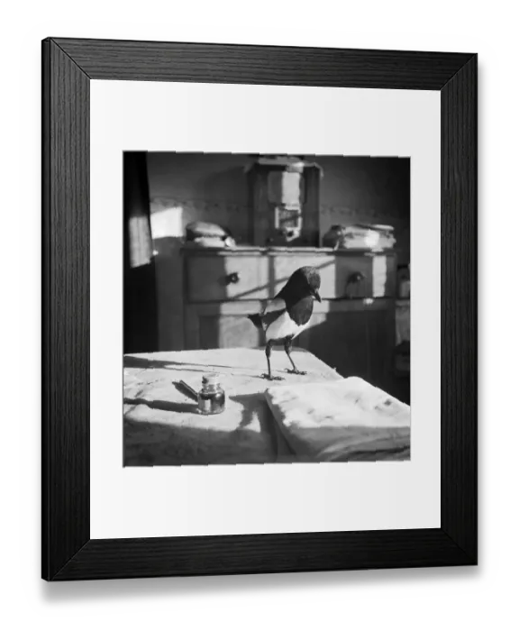 Framed Print : Magpie a079744 Framed Print : Magpie a079744