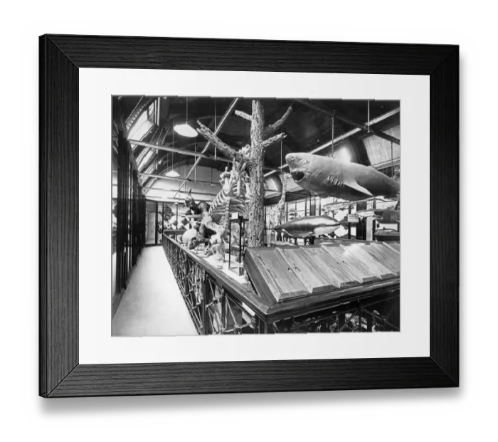 Framed Print : Tring Park Museum BL11794