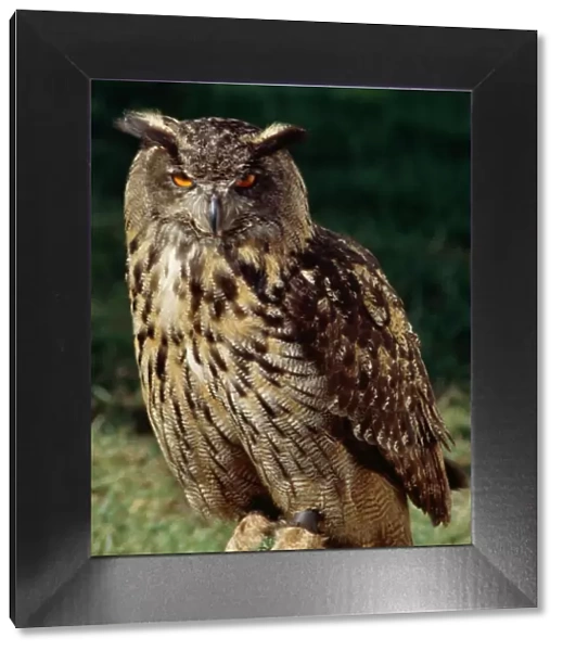 Eagle Owl M040222