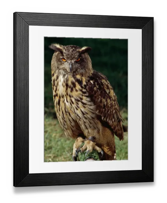 Framed Print : Eagle Owl M040222