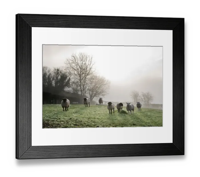 Framed Print : Inquisitive sheep DP195808