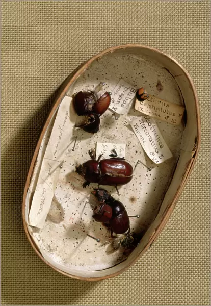 Box containing beetles J970133