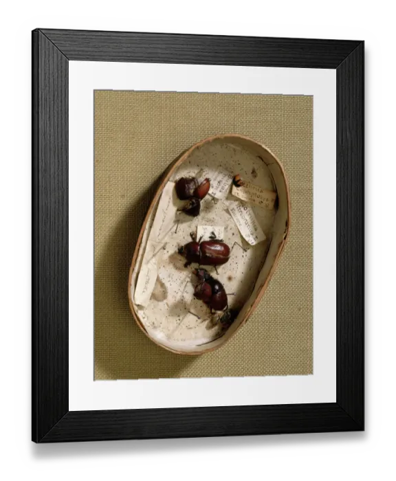 Framed Print : Box containing beetles J970133