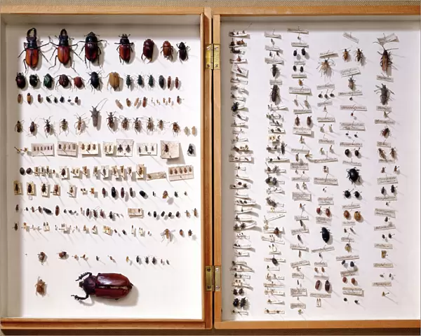 Beetle display case J970134