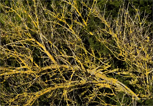 Branches covered in lichen DP069015